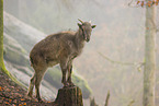 Himalaya-Tahr