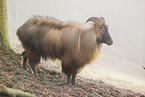 Himalaya-Tahr