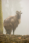 Himalaya-Tahr