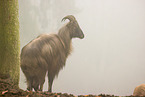 Himalaya-Tahr