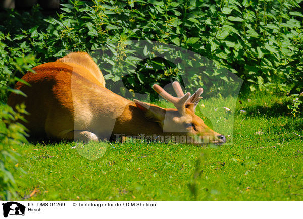 Hirsch / deer / DMS-01269