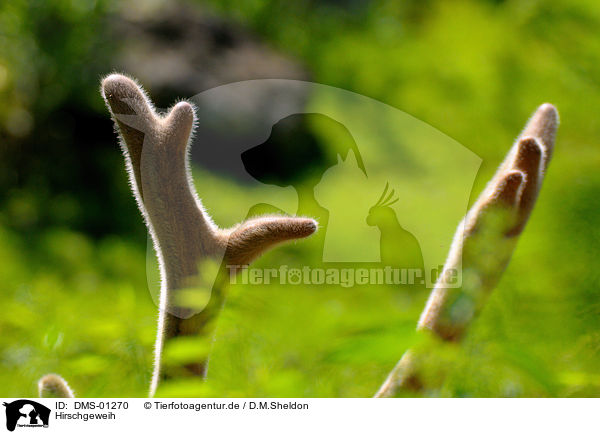Hirschgeweih / deer antlers / DMS-01270