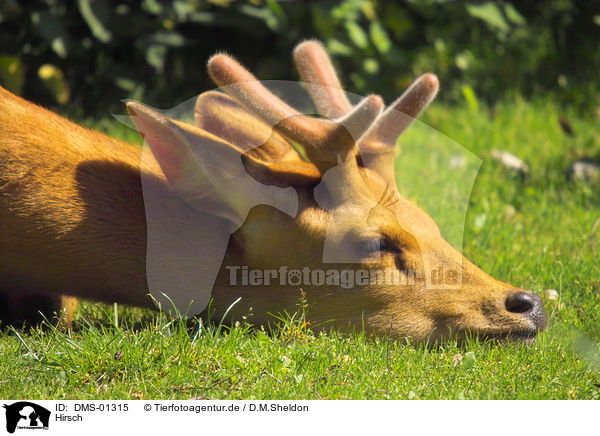 Hirsch / deer / DMS-01315