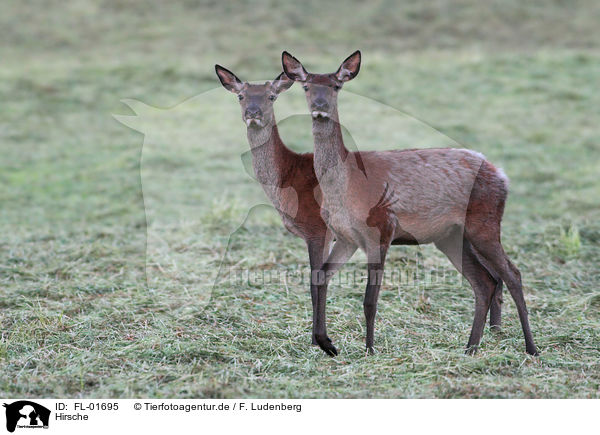 Hirsche / deer / FL-01695