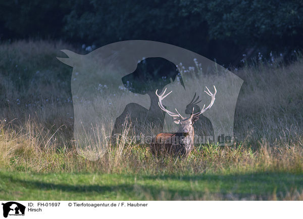 Hirsch / deer / FH-01697