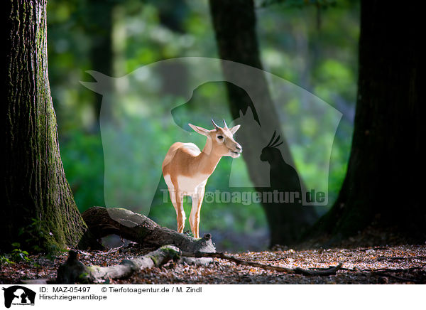Hirschziegenantilope / Indian blackbuck / MAZ-05497
