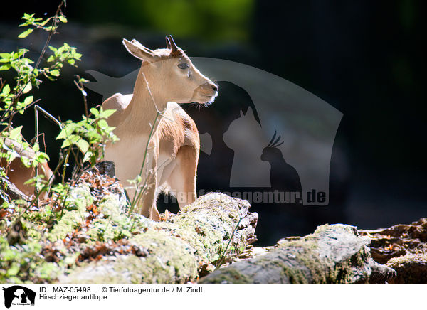 Hirschziegenantilope / Indian blackbuck / MAZ-05498