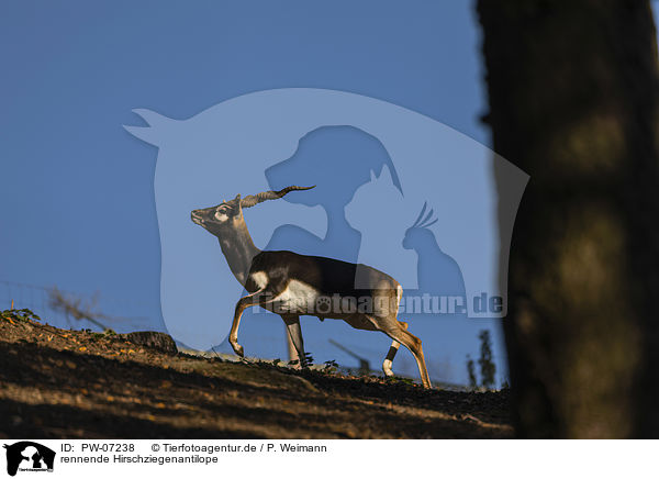 rennende Hirschziegenantilope / running Indian Blackbuck / PW-07238