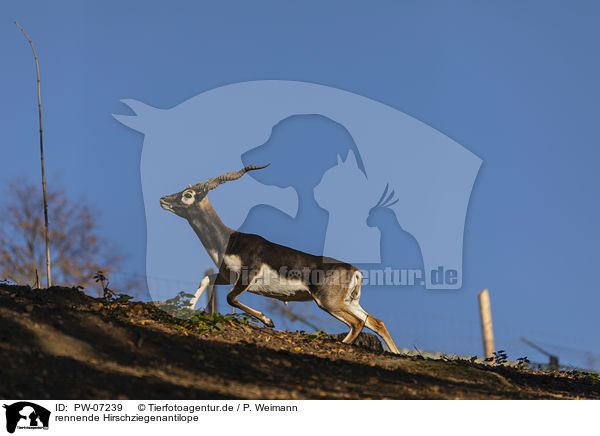 rennende Hirschziegenantilope / running Indian Blackbuck / PW-07239