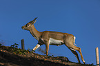 rennende Hirschziegenantilope