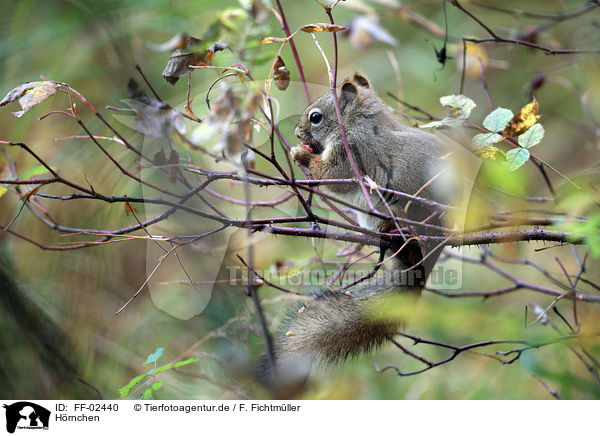H�rnchen / FF-02440