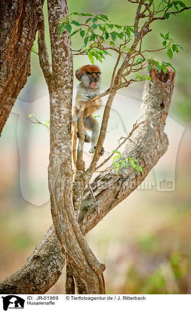 Husarenaffe / hussar monkey / JR-01969