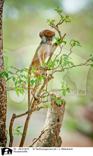 Husarenaffe / hussar monkey / JR-01970