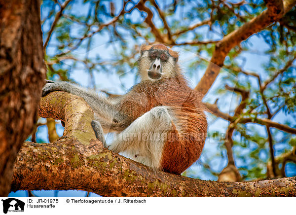 Husarenaffe / hussar monkey / JR-01975