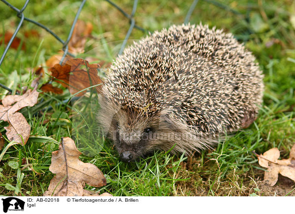 Igel / AB-02018