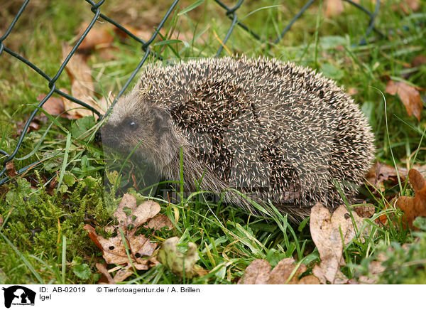 Igel / AB-02019