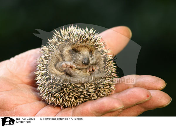 junger Igel / young hedgehog / AB-02836