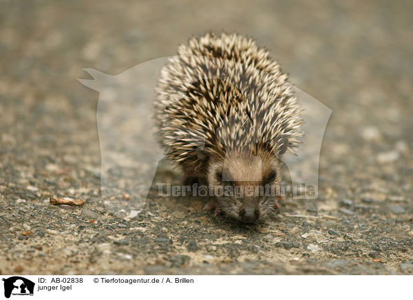 junger Igel / young hedgehog / AB-02838