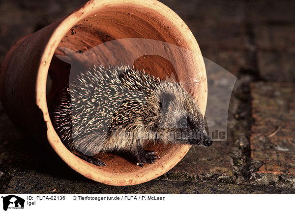 Igel / hedgehog / FLPA-02136