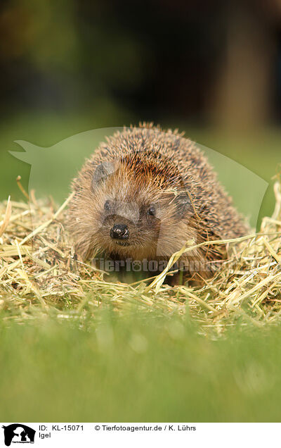 Igel / hedgehog / KL-15071
