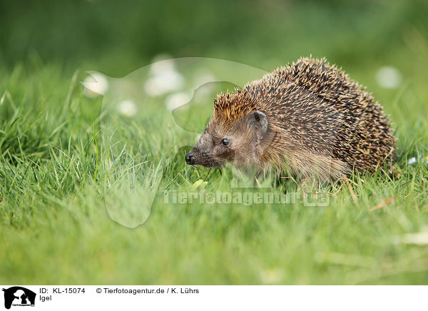 Igel / hedgehog / KL-15074