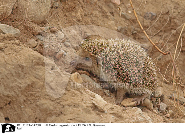 Igel / hedgehog / FLPA-04738