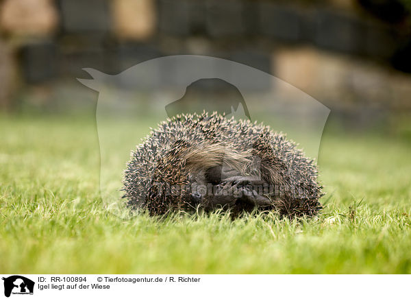 Igel liegt auf der Wiese / RR-100894