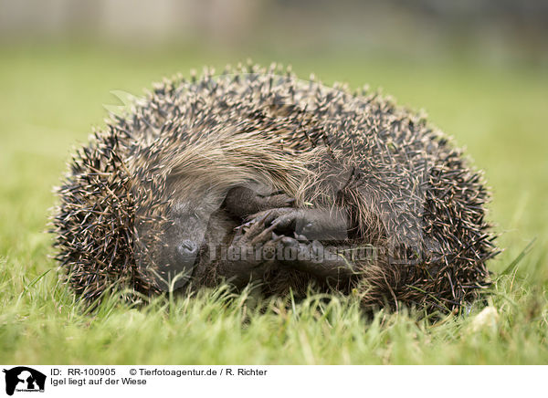 Igel liegt auf der Wiese / Hedgehog lies in the meadow / RR-100905