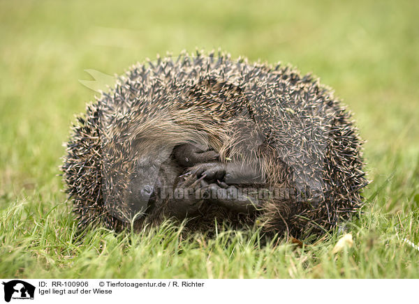 Igel liegt auf der Wiese / RR-100906