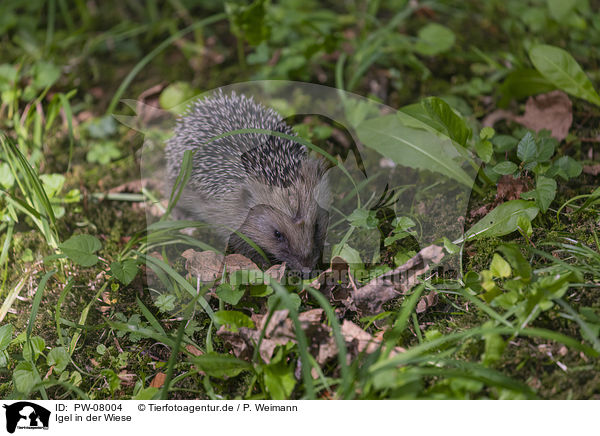 Igel in der Wiese / Hedgehog in the meadow / PW-08004