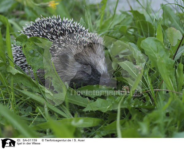 Igel in der Wiese / Hedgehog in the meadow / SA-01159