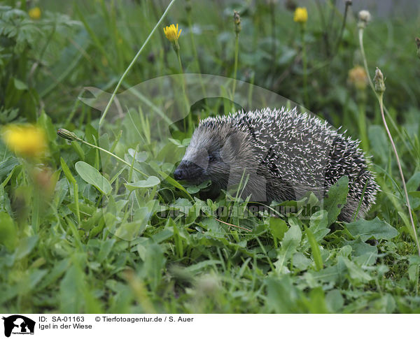 Igel in der Wiese / Hedgehog in the meadow / SA-01163