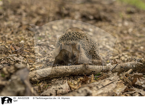 Igel / Hedgehog / AH-02328