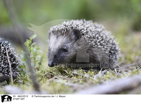junger Igel / young Hedgehog / JM-02512