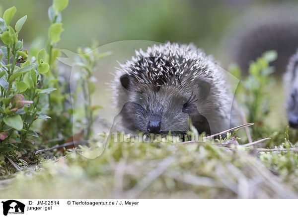 junger Igel / young Hedgehog / JM-02514