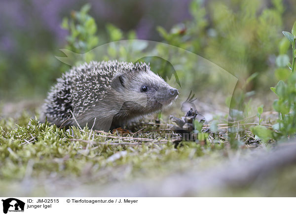 junger Igel / young Hedgehog / JM-02515