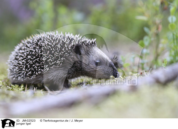 junger Igel / young Hedgehog / JM-02523