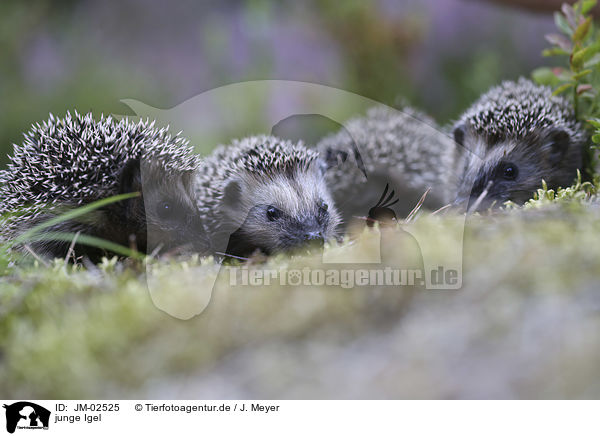 junge Igel / JM-02525