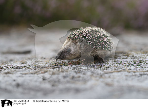 junger Igel / young Hedgehog / JM-02528