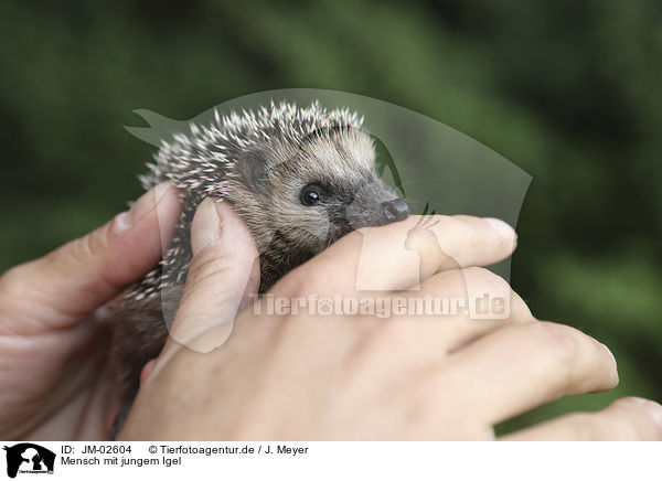 Mensch mit jungem Igel / JM-02604