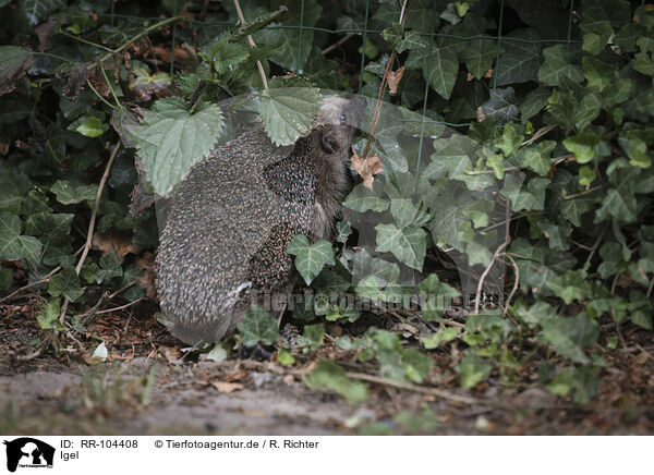 Igel / hedgehog / RR-104408