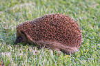 Igel