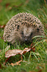 Igel