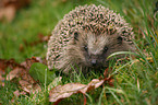 Igel