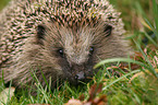 Igel