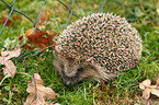 Igel