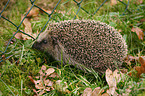 Igel