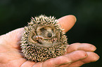 junger Igel