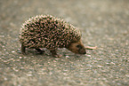 junger Igel