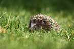 Igel Baby